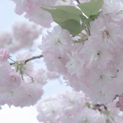 兽设火焰元素融合Furry群